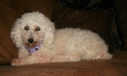 Breed: Poodle
 
Age: Adult
 
Sex: F
 
Size: S
Molly is a sweet and gentle 6 year old female Poodle. Molly was used as a breeding dog and then dumped at the pound when she was no longer a money maker for the owner. Molly was quickly adopted from the pound