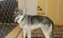 Breed: Husky
 
Age: Adult
 
Sex: F
 
Size: M
Please call GTHS at (705) 445-5204.
Nikita was surrendered due to allergies. She is a female husky X approximatly 8-9 years old. She is very friendly and loves attention. she is selective with other dogs and
