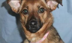 Breed: Dachshund
 
Age: Adult
 
Sex: F
 
Size: S
Noodles was found alone on the highway several miles east of the town of Meadow Lake in early 2011. She was rescued by a passerby who brought her to the shelter for safe keeping. She's a little sweetheart
