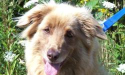 Breed: Nova Scotia Duck-Tolling Retriever Collie
 
Age: Adult
 
Sex: F
 
Size: L
This beautiful girl is Tia and she is about as pretty as it gets! She's very loving, friendly and just thrives with attention, she can't get enough of it. Tia has very