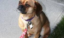 Breed: Pug Beagle
 
Age: Adult
 
Sex: F
 
Size: S
Daisy is doing very well in her foster home in Goderich with a fellow puggle
she was in an local amish puppy mill - she cannot be bred - therefore she is useless to them - we took her in March 14th
the