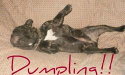 Dumpling is a very sweet gal who would like to find a family to call her own. Dumpling is a love bug! She gets along with other dogs and people big and small. Dumpling is good in her kennel and will go to the door but if you dont see her...Anyway!