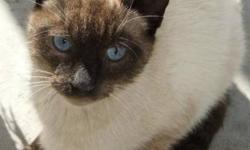 Breed: Siamese
 
Age: Adult
 
Sex: M
 
Size: M
Chai was found in the ditch out in the country, wet and cold and somewhat thin. He was picked up by a concerned citizen and brought to the shelter for safety and to help find him a home. He appears to be a