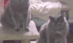 Breed: Domestic Long Hair-gray
 
Age: Adult
 
Sex: M
 
Size: L
Frankie and Drake are 2 five year old sweet boys. They are EXTREMLEY loving and affectionate ! If you are looking for 2 very outgoing, not shy, playful and cudly boys these are the 2 for you