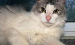 Breed: Domestic Long Hair - gray and white
 
Age: Adult
 
Sex: M
 
Size: L
Though these cats free roam with each other within an insulated shelter with heat and electricity - they would love to live in a home environment while they await their forever