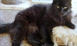 Breed: Domestic Medium Hair
 
Age: Adult
 
Sex: M
 
Size: M
Primary Color: Black
Age: 8yrs 0mths 0wks
Animal has been Neutered
 
View this pet on Petfinder.com
Contact: BC SPCA Cowichan & District Branch | Duncan, BC