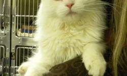 Breed: Domestic Medium Hair
 
Age: Adult
 
Sex: M
 
Size: L
Tikki is a lovely gentleman cat who adores being cuddled and petted. He is friendly and cuddly and looking for that special someone who will share their life with him and give him attention. He