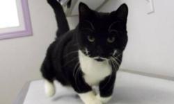 Breed: Domestic Short Hair-black and white
 
Age: Adult
 
Sex: M
 
Size: L
Alejandro is a 4 year old short haired domestic cat. He is very friendly and affectionate. Check out his mustache!
 
View this pet on Petfinder.com
Contact: Lakeland Humane Society