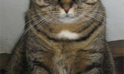 Breed: Domestic Short Hair Tabby - Brown
 
Age: Adult
 
Sex: M
 
Size: L
Phantom loves to take long naps on top of the cages but springs to attention whenever he hears his name and very much enjoys to be stroked and petted. A product of his environment,