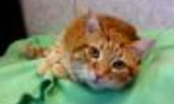 Breed: Domestic Short Hair-orange
 
Age: Adult
 
Sex: M
 
Size: M
Poor Jinx was surrendered to the shelter along with his sister Zoe as their owner passed away and no one in the family could keep them. Zoe has been adopted and Jinx is waiting for his new