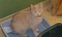Breed: Domestic Short Hair
 
Age: Adult
 
Sex: M
 
Size: M
Feb 5, 2011. Light orange buff colour. Very friendly. Loves to be near you - likes to help with whatever you are doing. Please call GBAR at (705) 445-5204 or email to cdhspets@yahoo.ca.
 
View