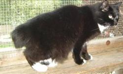 Breed: Manx Domestic Short Hair
 
Age: Adult
 
Sex: M
 
Size: M
Primary Color: Black
Secondary Color: White
Age: 3yrs 10mths 3wks
Animal has been Neutered
 
View this pet on Petfinder.com
Contact: BC SPCA Cowichan & District Branch | Duncan, BC