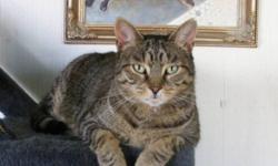 Breed: Tabby - Brown
 
Age: Adult
 
Sex: M
 
Size: M
Posted February 3, 2006 - QT is an extremely loving boy who adores being in your company. He stands up on his two back legs and rubs his body on your leg to show you how happy he is that you have