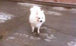 Breed: American Eskimo Dog Maltese
 
Age: Adult
 
Sex: M
 
Size: S
CYOTE AND MEEKO- THEIR GIVEN NAMES, WERE OWNER DROP OFFS TO THE LETHBRIDGE ANIMAL SHELTER. THEY CAME IN TOGETHER AND WERE MAINLY OUTSIDE DOGS. CYOTE AND MEEKO ARE NOW AVAILABLE FOR