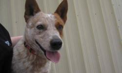 Breed: Australian Cattle Dog (Blue Heeler)
 
Age: Adult
 
Sex: M
 
Size: M
If you are reading this and it is after Halloween then I have been here way to long! G&#8217;day Mate &#8211; my name is Dingo! I am a 3 year old Australian Cattle Dog. Did you