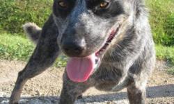 Breed: Australian Cattle Dog (Blue Heeler)
 
Age: Adult
 
Sex: M
 
Size: M
 
View this pet on Petfinder.com
Contact: The Gimli Humane Society | Gimli, MB