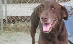 Breed: Chocolate Labrador Retriever
 
Age: Adult
 
Sex: M
 
Size: L
very energetic dog will need room to run or long walks. very friendly
 
View this pet on Petfinder.com
Contact: Humboldt & District SPCA | Humboldt, SK