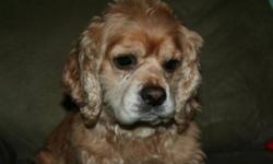 Breed: Cocker Spaniel
 
Age: Adult
 
Sex: M
 
Size: M
Antonio made his way into rescue with his buddy Lewis when his previous owners developed severe allergies and were forced to rehome them. Antonio is a heart stealer and everyone who meets him adores