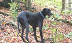 Breed: Great Dane
 
Age: Adult
 
Sex: M
 
Size: XL
BHRR's Harley, 6 years(born July 2005), Black Male Great Dane, neutered, utd on vaccines, microchipped, on Sentinel, good with all size and ages of dogs, cats, all ages of humans(LOVES kids) and has had