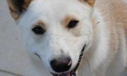 Breed: Husky Shepherd
 
Age: Adult
 
Sex: M
 
Size: M
Casper is a 1 year old Husky Shepherd cross. He came from the Loon lake area with is buddy Chance, who has since been adopted.
Casper is a very friendly and happy boy who gets along great with other