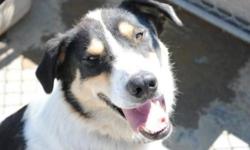 Breed: Husky Mountain Dog
 
Age: Adult
 
Sex: M
 
Size: L
Handsome Jesse is a 6 year old Collie cross male. He used to live on a farm but has a bit of wander lust and was picked up in town by the dog catcher one too many times that his owner decided not