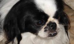 Breed: Japanese Chin
 
Age: Adult
 
Sex: M
 
Size: S
Miko is an adorable Japanese Chin born in October 2006 who was sadly surrendered to Kiko due to changes in his caregiver's life. He is a quiet little fellow and would be suitable for someone living in