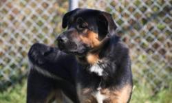 Breed: Rottweiler Shepherd
 
Age: Adult
 
Sex: M
 
Size: L
Two words...Big Goof lol this big guy is an awsome dog..hes been at the spca for a while now and is great with any other dogs, loves everyone he meets..He is one of those big goofy male dogs that