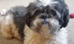 Breed: Shih Tzu
 
Age: Adult
 
Sex: M
 
Size: S
Mowgli is new to rescue, coming to us from the local city pound. This little guy can take his time warming up to new people and likes to do so at his own pace. He tends to grumble a bit when new people pet