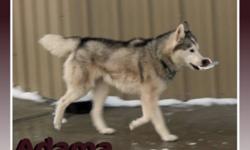 Breed: Siberian Husky
 
Age: Adult
 
Sex: M
 
Size: L
Adama is happy to be coming to Island Dogz from a shelter in Alberta. He apparently came originally from a home that did little with him and kept him outside :(. This breed thrives on close