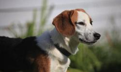 Breed: Beagle
 
Age: Adult
 
Sex: M
 
Size: M
Great beagle here! Tones of fun in this fella, super happy and friendly..Good dog for anyone, good with kids..lots of personality..Don't miss out!
 
View this pet on Petfinder.com
Contact: Cape Breton SPCA |