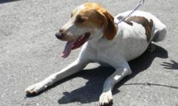 Breed: Hound
 
Age: Adult
 
Sex: M
 
Size: L
Tudor is a Walker Hound cross who was brought in as a stray so we have no background information on him. He is a friendly dog, though is in need of some obedience training. Hounds are active dogs that require a
