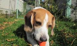 Breed: Beagle
 
Age: Adult
 
Sex: M
 
Size: S
His name is Winston but he's a chunky monkey so we've dubbed him Winnie the Pooh for now! Rest assured, we'll get him back to the trim young beagle he's meant to be! But for the time-being, we're gonna let him
