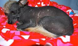Breed: Xoloitzcuintle (Mexican Hairless)
 
Age: Adult
 
Sex: M
 
Size: S
Our volunteer foster homes are located throughout the U.S. and Canada.
Please read our main web page(see link below)
to find out about our adoption procedures and fees before making