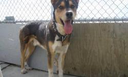 Breed: Australian Cattle Dog (Blue Heeler) German Shepherd Dog
 
Age: Adult
 
Sex: M
 
Size: L
Hi! I&#8217;m Rambo. I am a 1 year and 1 month old Australian Shepherd/ H-57 who came into the shelter on August 11 2011. I have had my 1st and 2nd vaccinations