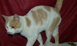 Breed: Domestic Short Hair Domestic Short Hair - orange and white
 
Age: Adult
 
Sex: M
 
Size: L
Zip was brought in from the country and has now been neutered so is ready to go. He's friendly but we believe he's been mostly an outdoor farm cat, so a