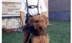 I have been involved with this breed since early childhood,started conformation showing in 1974 and we had our first litter of puppies in 1975.Conformation is important the breed does have a standard but true Airedale temperment is paramount.Many times