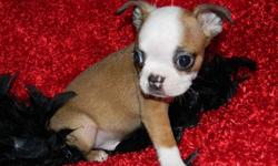 This awesome little guy is a fawn and white Boston Terrier.  Fawns bred to any colour will produce brindle, so if you want a quality dog that produces colour, take a look at this little man.  Deposit of $300 is required to hold him.  Can work with clients