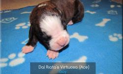 Dal Riata Kennel is proud to offer this fantastic litter of 1/2 European and 1/2 American line AKC registered Boxer puppies.
We are just so thrilled with this litter of puppies.  They are strong with nice solid bodies and lovely square head pieces.  They