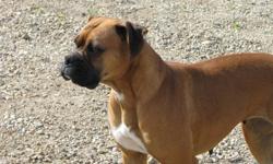 We are looking for a new home for our registered female fawn Boxer. She is a very affectionate playful girl she good with children. She would suite a family with a male dog or a younger female dog she is not good with cats. If you would like more