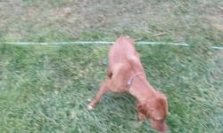 I am selling my 3 year old vizsla female. Charlie has been raised around children and other pets. After having a baby I just don't have the time she deserves anymore.