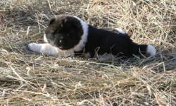 ONLY ONE LEFT.
 
A BEAUTIFUL PUREBRED  BLACK/WHITE FEMALE AKITA PUPPY.  SHE IS VERY PLAYFUL & FRIENDLY.  SHE IS 4 WEEKS OLD IN THE PICTURE & WAS BORN ON NOV 30/11.
SHE WILL HAVE HER FIRST PUPPY SHOTS & WILL ALSO BE DEWORMED.  SHE WILL BE READY TO GO TO