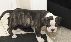 Alapaha Blue Blood Bulldog puppies available.
Purebred. RARE breed.
10 born in the litter. 5 males and 5 females.
6 still available
Leaves with shots/deworming, ACA registered papers, health guarantee and official pedigree
Both Parents owned by breeder,