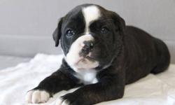 Alapaha Blue Blood Bulldog puppies
Open House! Nov 28. All day till 7 pm.
email for directions EastCoastKennels(at)gmail.com
7 of 10 available
Great family dogs. Excellent with children and suitable for both house/apartment living since they're quite