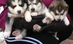 Start the new year off with an Adorable Alaskan Malamute puppy.  Very nice marking . Parents registered purebred I have both for viewing, very loving gentle dogs.  Willing to meet for delivery don't miss your chance to ad one of these great dogs to your
