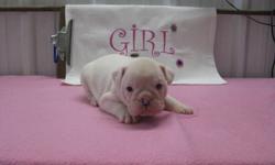 My pups are 3/4 english x 1/4 french Bulldog, with this combo u get smaller, more healthier bulldog. More active than your average english bulldog, but will have the looks of the english, if your looking for more healthier bred , this is the way to go ,