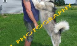 Our amazingly large giant Alaskan Malamutes have produced  another impressive looking litter(s). Being raised with lots of socialization and other pets. They love people, good with kids They will grow larger then the standard size Malamute or Husky.
