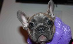 ***2012 SPECIAL OFFERS***
The BEST French Bulldog puppies now available and ready-to-go!
EXTREMELY RARE PUPPIES!
 
BLUE FAWN(Female) $1,999
(Limited Registration)
WHITE/BLUE FAWN(Male) $1,799 
(Limited Registration)
BLACK/BROWN/WHITE(Male) $1,799
(Limited