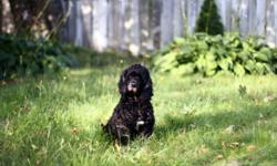 BÃ©bÃ© is a nine year old American Cocker Spaniel that was purchased in Japan when she was just a puppy.  She came to Canada three years ago but longs perhaps for a change in routine and surroundings.  She has always been good around children and cats but
