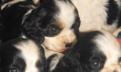 Sweet little cocker puppies.  Will have shots and deworming.  Parents are AKC registered.