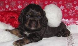 American CockerSpaniel puppies for sale. The puppies are $450 for all colors except the chocolate and they are $500.  The puppies will be vet checked and have 2 dewormings before they go.  The puppies go on non-breeding contracts to pet homes only.  I can